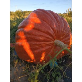 seeds Giant Pumpkin Seeds 2024! Incredible Color And Shape! Howard Dill Award Winning