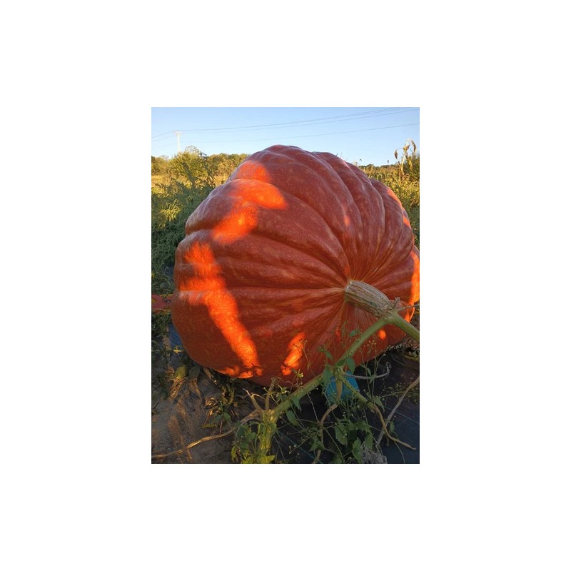 seeds Giant Pumpkin Seeds 2024! Incredible Color And Shape! Howard