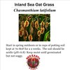 Generic Inland Sea Oats Grass - 200 Seeds - Chasmanthium
