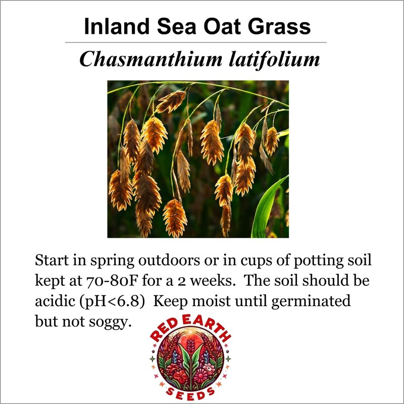 Generic Inland Sea Oats Grass - 200 Seeds - Chasmanthium