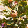 Alebrixes | Loquat Leaves Herbal Tea (4oz)| Premium Quality Whole