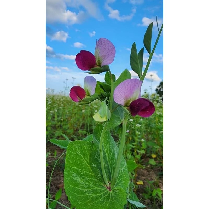 Crush Seeds of Science Food Plot Seed - Summer Crush