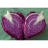 CEMEHA SEEDS - Seeds Red Kalibos Cabbage Giant Non GMO