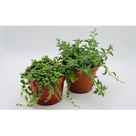 String of Dolphins and String of Pearls Combo Rare Succulents Live Plant in 4" inch Pot with Soil Fully Rooted. Easy to Care, Great for Home Office Wedding Decorations DIY Projects Party Favor