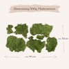 PHILARO Plate Moss - Real Natural Plate Moss from Sweden,