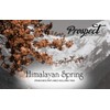 Prospect Tea Co. Himalayan Spring Peach Infused Oolong Tea Pods