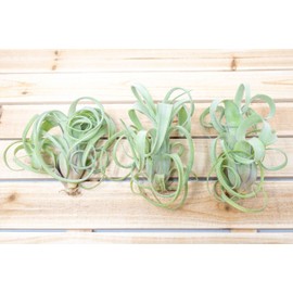 Air Plant Shop Tillandsia Curly Slim (T. Intermedia x T. Streptophylla) Air Plant - Succulents - Live Tillandsia - Easy Care Indoor and Outdoor House Plants (Pack of 1)