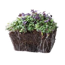 Superfood Microgreens Seeds Mix 1 Lb (~ 161,280 Seeds) – Non-GMO, Heirloom – Fast Growing for Microgreens, Indoor Trays, Hydroponics, Salads, and Smoothies