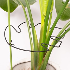 Yohsnor 5PCS Monstera Plant Stem Support - 11 * 9.4 Inches, Durable Metal Stake Holder, Adjustable for Indoor Plant Leaf Support. Gentle Clips for Enhanced Stability for Plant Lovers!