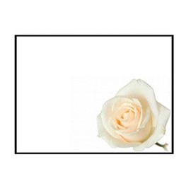 ShredAstic Funeral cards Sheep Ladybird In Loving Memory Sadly Missed Blank large 12.5 x 9cm Memorial - cello bag (12. Cream Rose, 6 Cards / 6 cello bags)