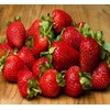 20 OZARK BEAUTY STRAWBERRY PLANTS - Organic Non GMO Heirloom