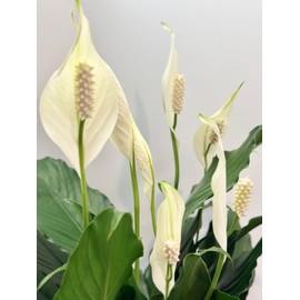 Live Peace Lily Plant, 6 Inch Pot, 14-18 Inches Tall, Office, Home Decor
