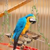 LimCryspp Natural Wooden Parrot Swing, A Suspended Gnawing Toy with