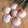 PPCLION 45 PCS Small Scallop Shell for DIY Crafts Decor