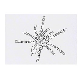 'Hairy Tarantula' Temporary Tattoo - Water Resistant, Skin-Safe, Non-Toxic Transfer (TO00079219)