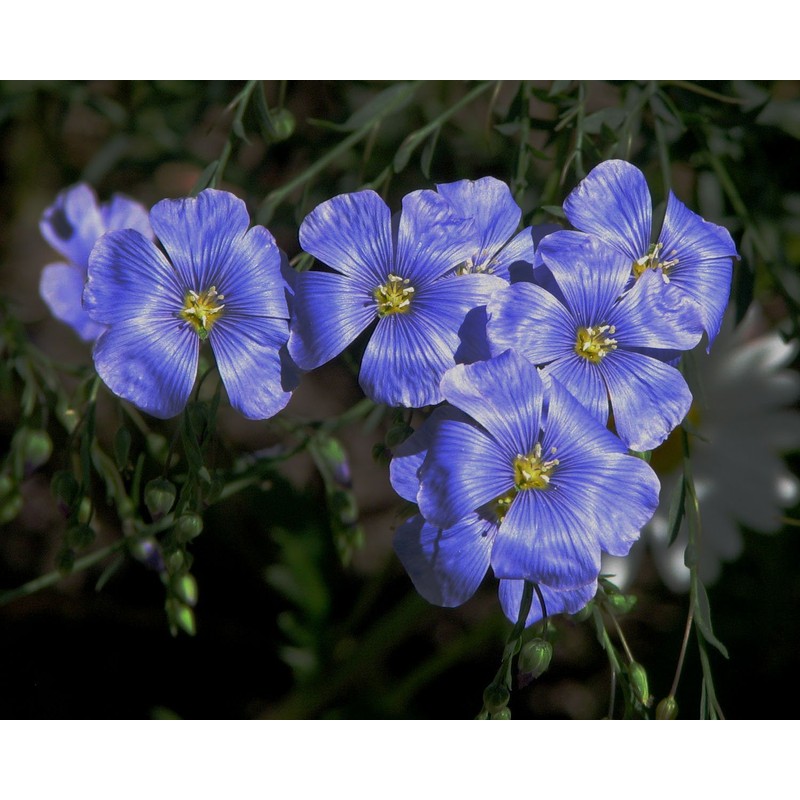 Flax Blue Nice Garden Flower by Seed Kingdom 6,000 Seeds