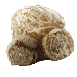 Natures Good Guys Praying Mantis Egg Case With Hatching Habitat Cup- 2 Praying Mantids Egg Cases