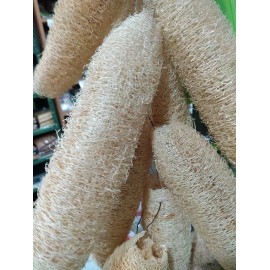 Luffa cylindrica | Sponge Gourd | 10 Seeds