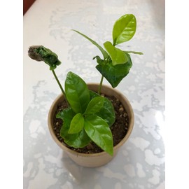 coffee tree cultivation kit