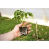 Water Storing Polymer Crystal Helps Prevent Plants Over and Under