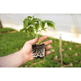 Water Storing Polymer Crystal Helps Prevent Plants Over and Under Watering, Creat Soil Aeration (1 Pound)
