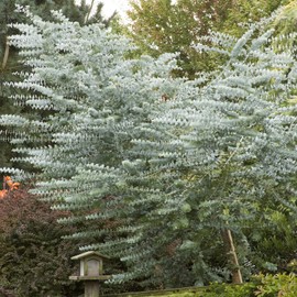 Outsidepride 25 Seeds Perennial Eucalyptus Silver Dollar Tree Seeds for Planting