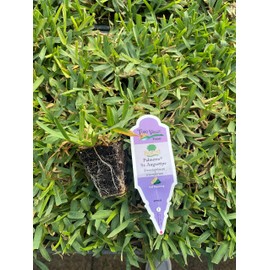 Palmetto St. Augustine Grass Plugs