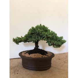 Eve's Garden Japanese Juniper Bonsai Tree, 12 Years Old Japanese Juniper, Planted in 12 Inch Ceramic Container, Outdoor Bonsai ! ! ! Cannot Ship to CA California ! ! !