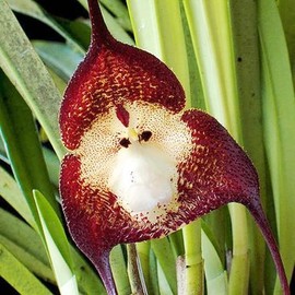 100 Pcs Monkey Face Orchid Seeds for Planting, Maroon Dracula Simia Rare Orchid Flower Seeds for Planting(Red) Color