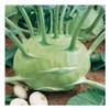 KIRA SEEDS - Seeds Biennial Kohlrabi - Giant Cabbage -