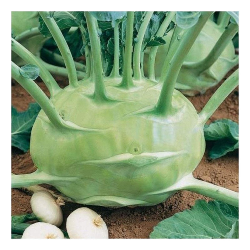 KIRA SEEDS - Seeds Biennial Kohlrabi - Giant Cabbage -