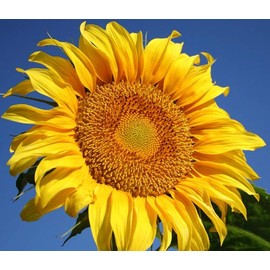 300 Mammoth Sunflower Seeds Helianthus ANNUUS Flower Annual Harvested in USA for Planting