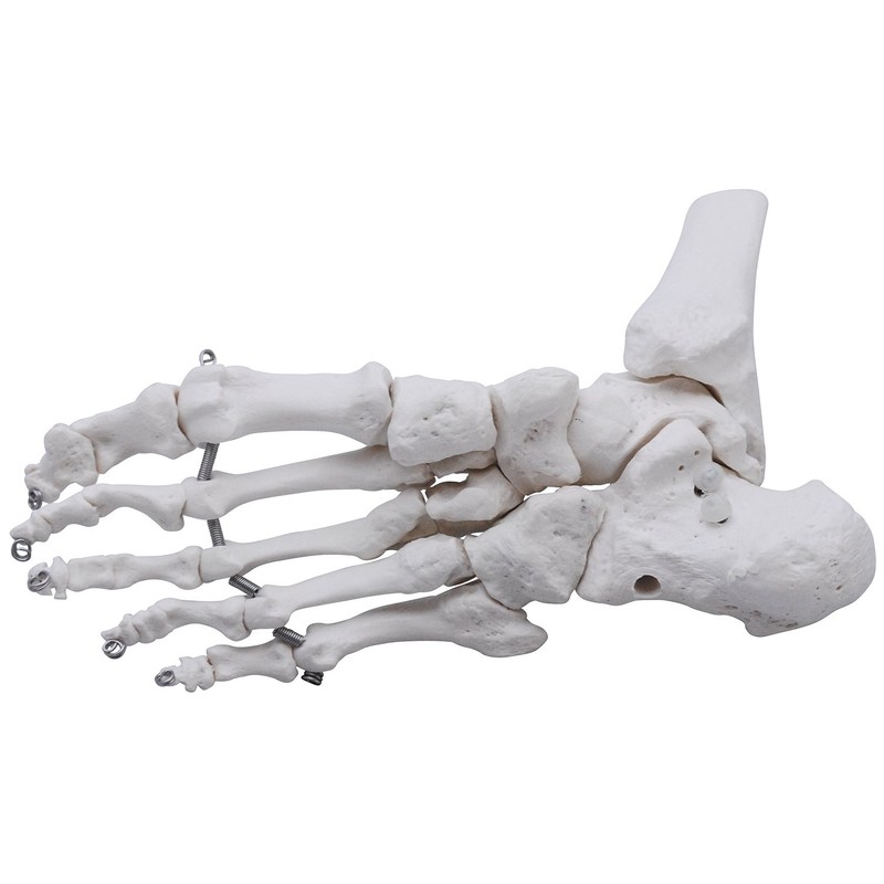 Monolife Plantar Model Plantar Joint Model Ankle Right Leg Specimen