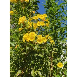 Unbranded 1 LB 4 OZ (20 OZ) TECOMA STANS TRONADORA ESPERANZA ARBOL DE SAN PEDRO ESCANDOR