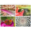 Canon EOS Rebel T2i 10x High Definition 2 Element Close-Up