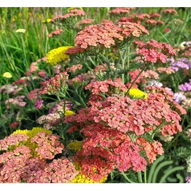 Golden Yarrow - A Favorite Perennial Wildflower - 9,000 Seeds