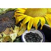 Sunflower, Snack Seed, Edible