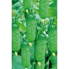 50 Cucumber Seeds Straight Eight Cucumbers - Heirloom Vegetable Seeds