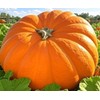 10 Dills Atlantic Giant Pumpkin Seeds for Planting Non GMO Heirloom Seeds Fresh Garden Seed