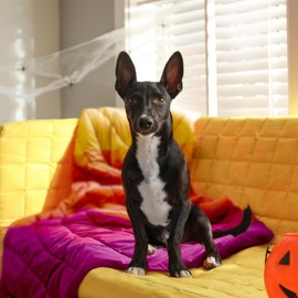 zzlamb Camping Blanket, Lightweight Puffy Warm Cloak with Snaps, Portable Outdoor Travel Blanket Windproof, Warm Quilt for Camping Picnic Beach Trips Hiking Backpacking, Fiery Ridge Fade 52x75in