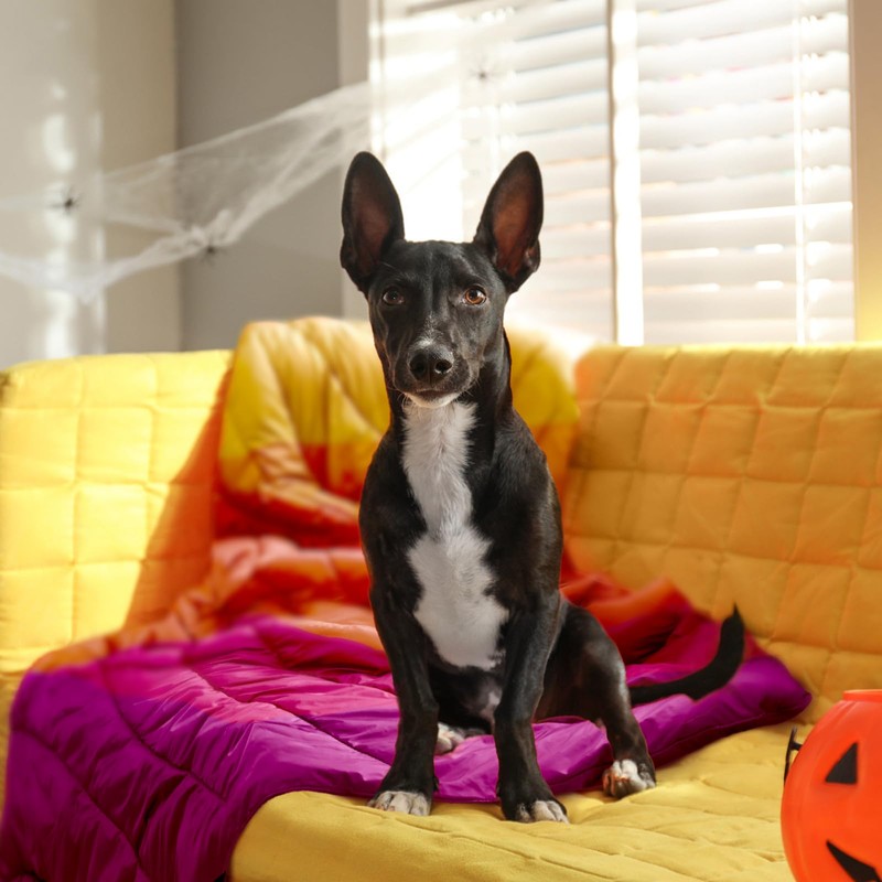 zzlamb Camping Blanket, Lightweight Puffy Warm Cloak with Snaps, Portable