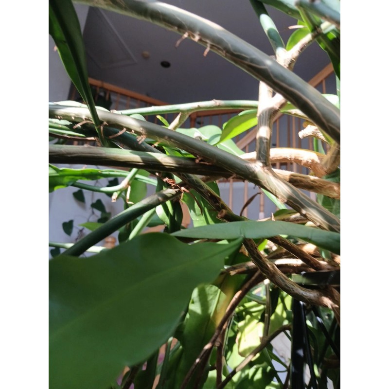 exotic 4 CLIPPINGS-Epiphyllum oxipetalum 'Queen of the Night' - 8"