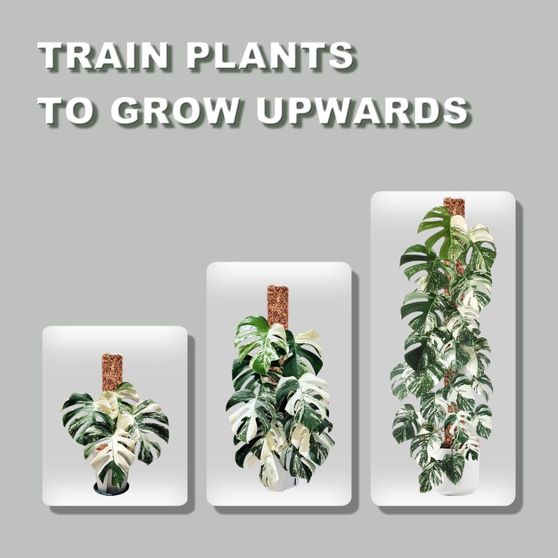 D Shape Sphagnum Moss Pole for Climbing Plants - 6