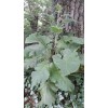 Fresh Burdock Seeds Wild Crafted In US 300/ $12.95 $3.95