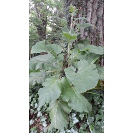 Fresh Burdock Seeds Wild Crafted In US 300/ $12.95  $3.95 Shipp