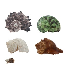 LuckyOpt 4Pcs Hermit Crab Shells, Natural Hermit Crab Shells Medium to Large, 0.6-1.4 inch Opening Hermit Crab Decor for Beach Supplies Conch Habitat (4Pcs)