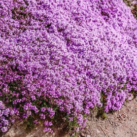 Creeping Thyme Seeds -Perennial Ground Cover Plants Dwarf Flowers (Thymus serpyllum), Pack of 30,000 Seeds from Seeds2Go