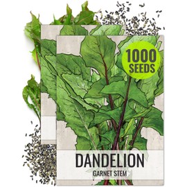 Seed Needs Garnet Stem Dandelion Seeds for Planting - Non-GMO, Heirloom & Untreated Edible Herbs - Grow Your own Food for Tortoises, Rabbits & Bearded Dragons (2 Packs)