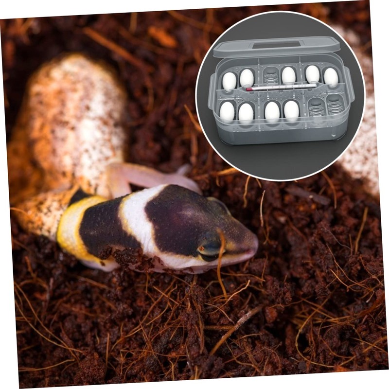 BESPORTBLE Box Reptile Hatching Incubation Box Durable Breeding Container for