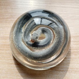 Real Snake Specimens in Resin Paperweight Crafts, Animal Taxidermy Collection for Science Education & Desk Ornament (Snake)